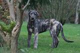 IRISH WOLFHOUND 402
